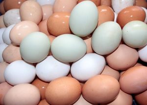 vida de huevo