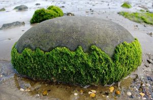 producción de algas