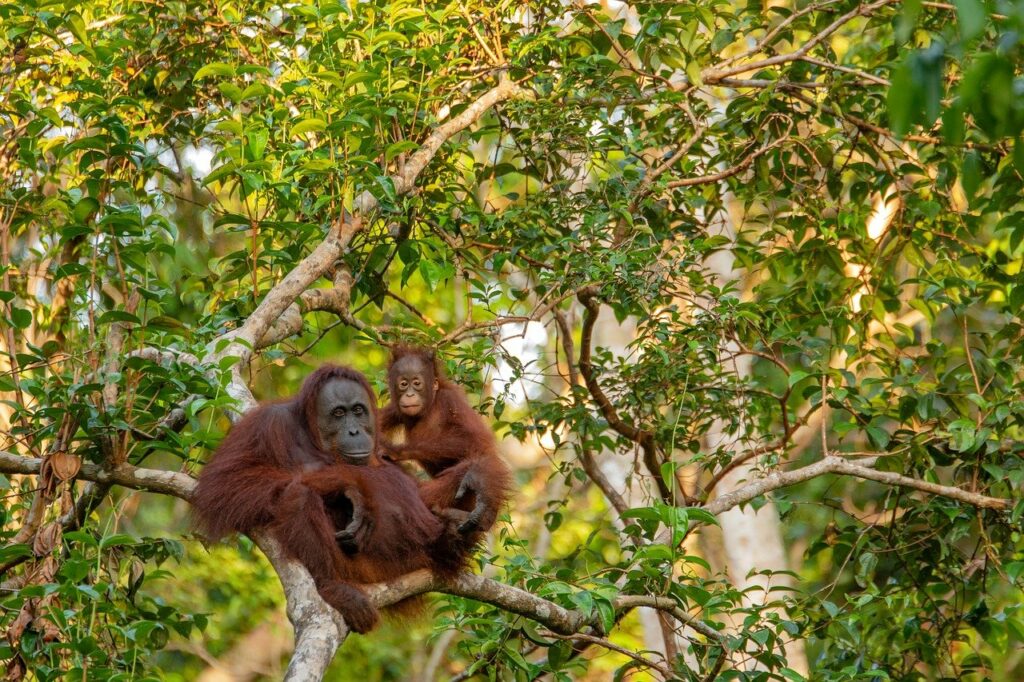 Bosque primario hogar del orangután
