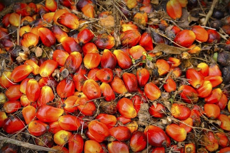 ¿Se debe sustituir el aceite de palma en los productos agroalimentarios para preservar el medio ambiente?