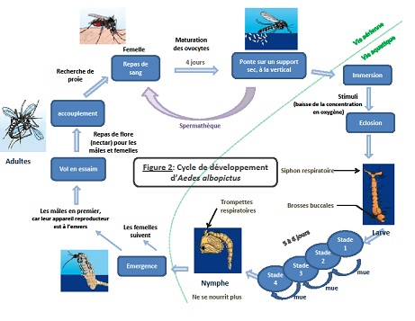 ciclo de vida del mosquito