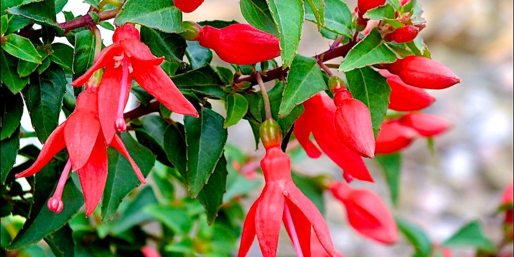 Plantas con flores rojas
