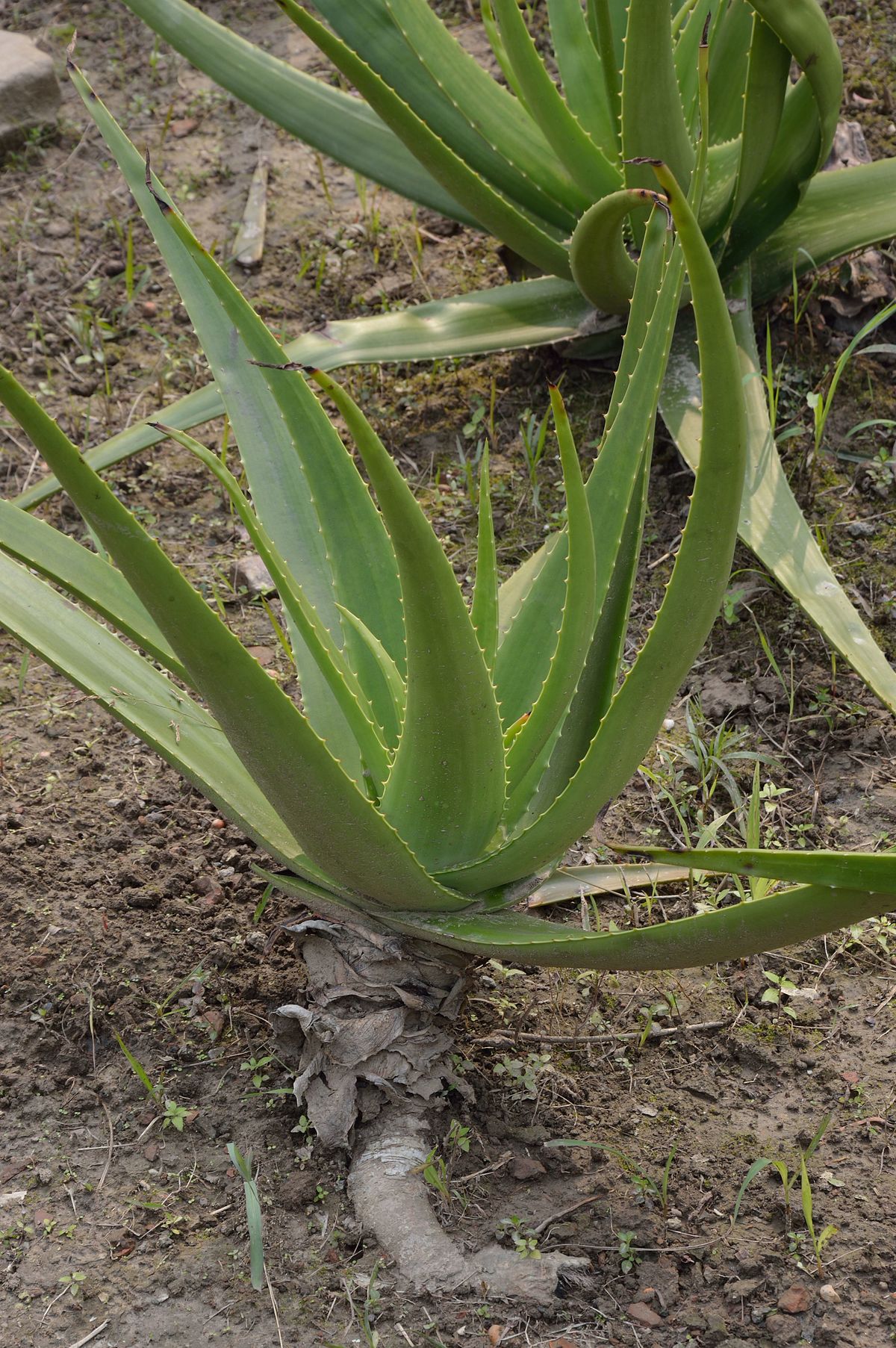 Tipos de aloe vera