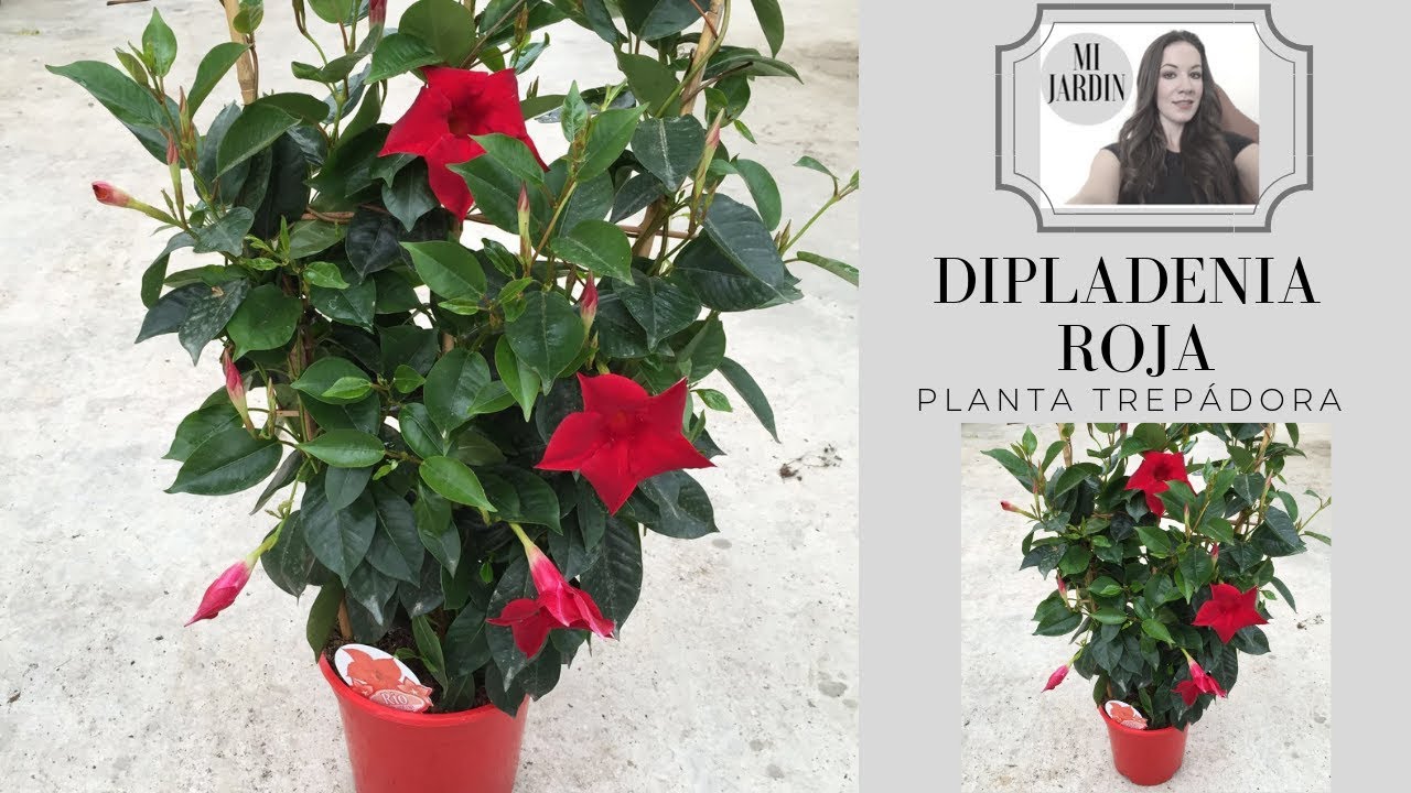 Plantas con flores rojas