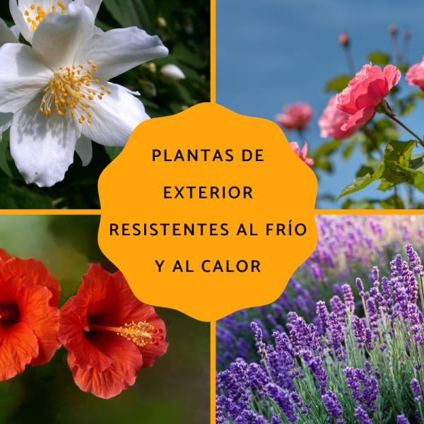 Plantas de exterior resistentes a temperaturas extremas