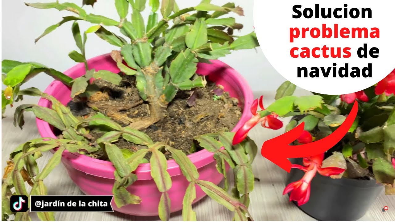 Problemas comunes en el cactus de Navidad y cómo resolverlos