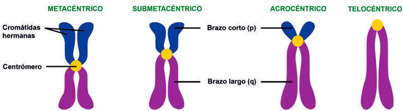Cromosomas: qué son, tipos y partes Cromosomas: qué son, tipos y partes