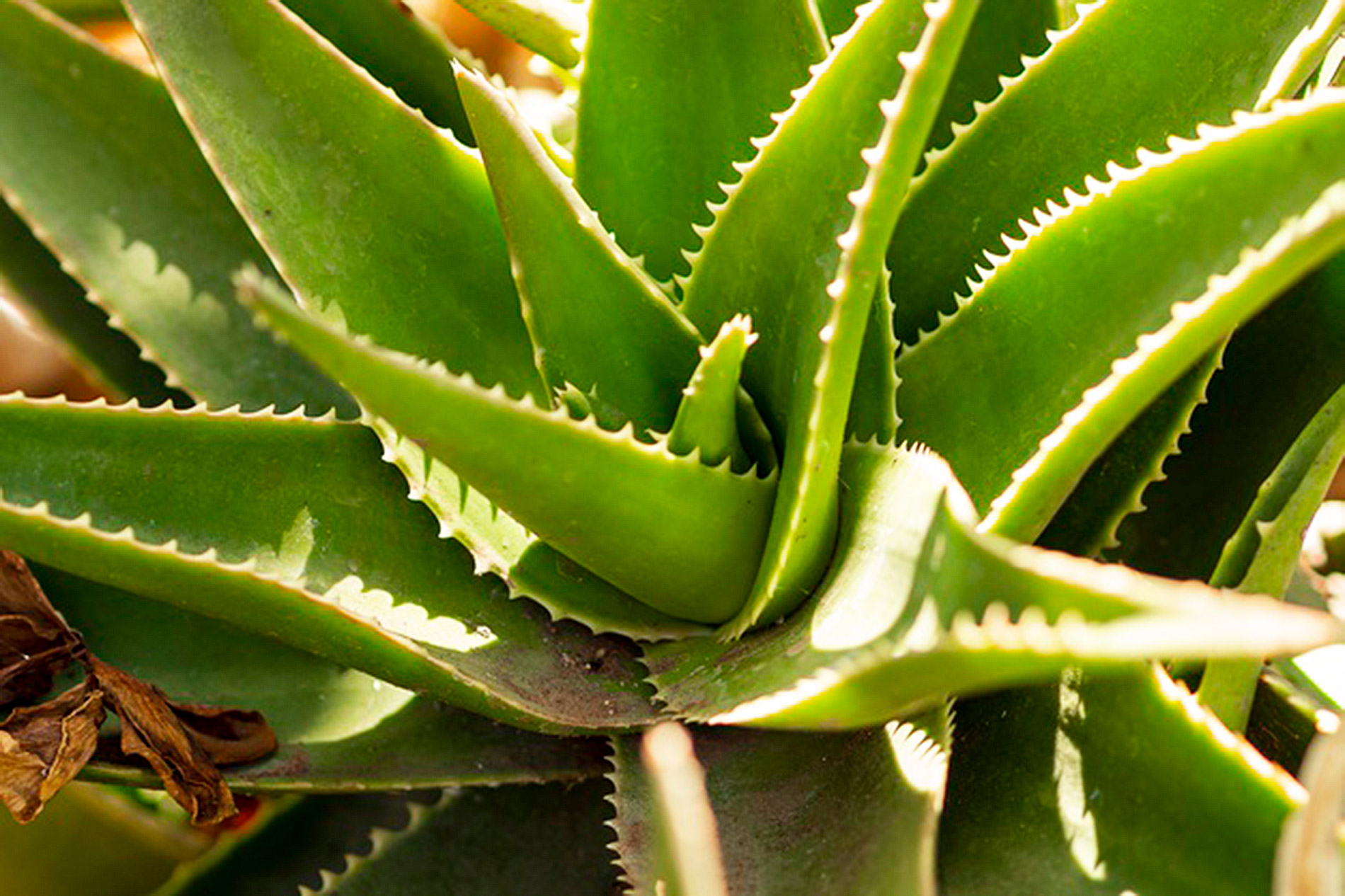Tipos de aloe vera