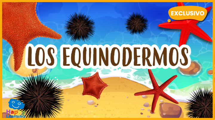 Equinodermos: qué son, características, clasificación y ejemplos