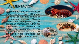 Crustáceos: qué son, tipos, características y ejemplos