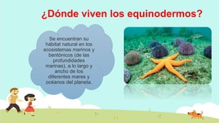 Equinodermos: qué son, características, clasificación y ejemplos