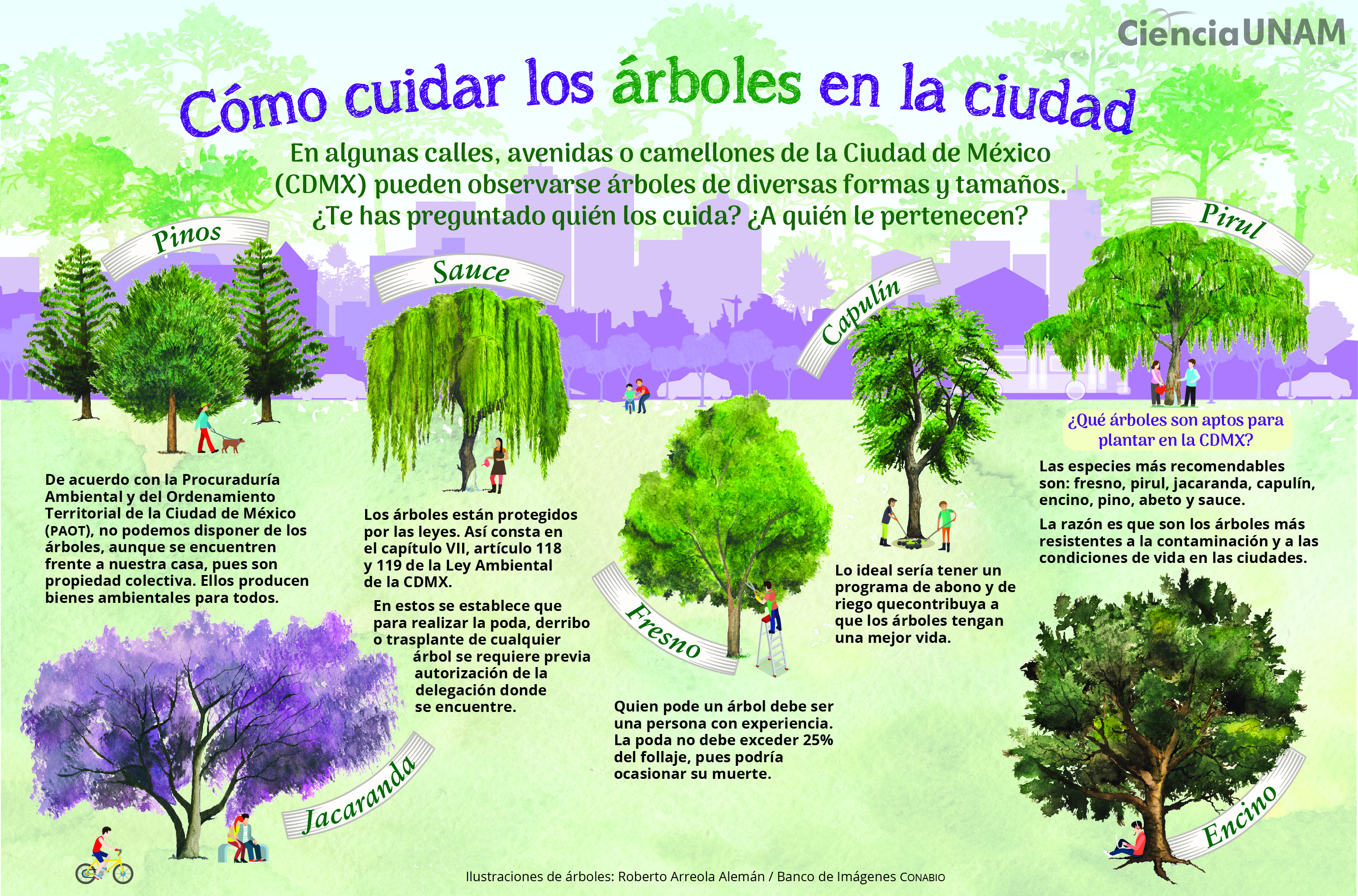 Podocarpus: Cuidados y Beneficios de este Árbol Podocarpus: Cuidados y Beneficios de este Árbol