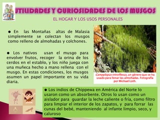 Tipos de musgos y sus usos en jardinería