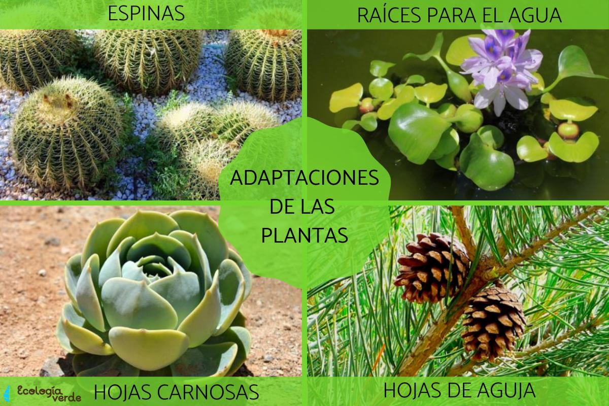 Plantas de exterior resistentes a temperaturas extremas
