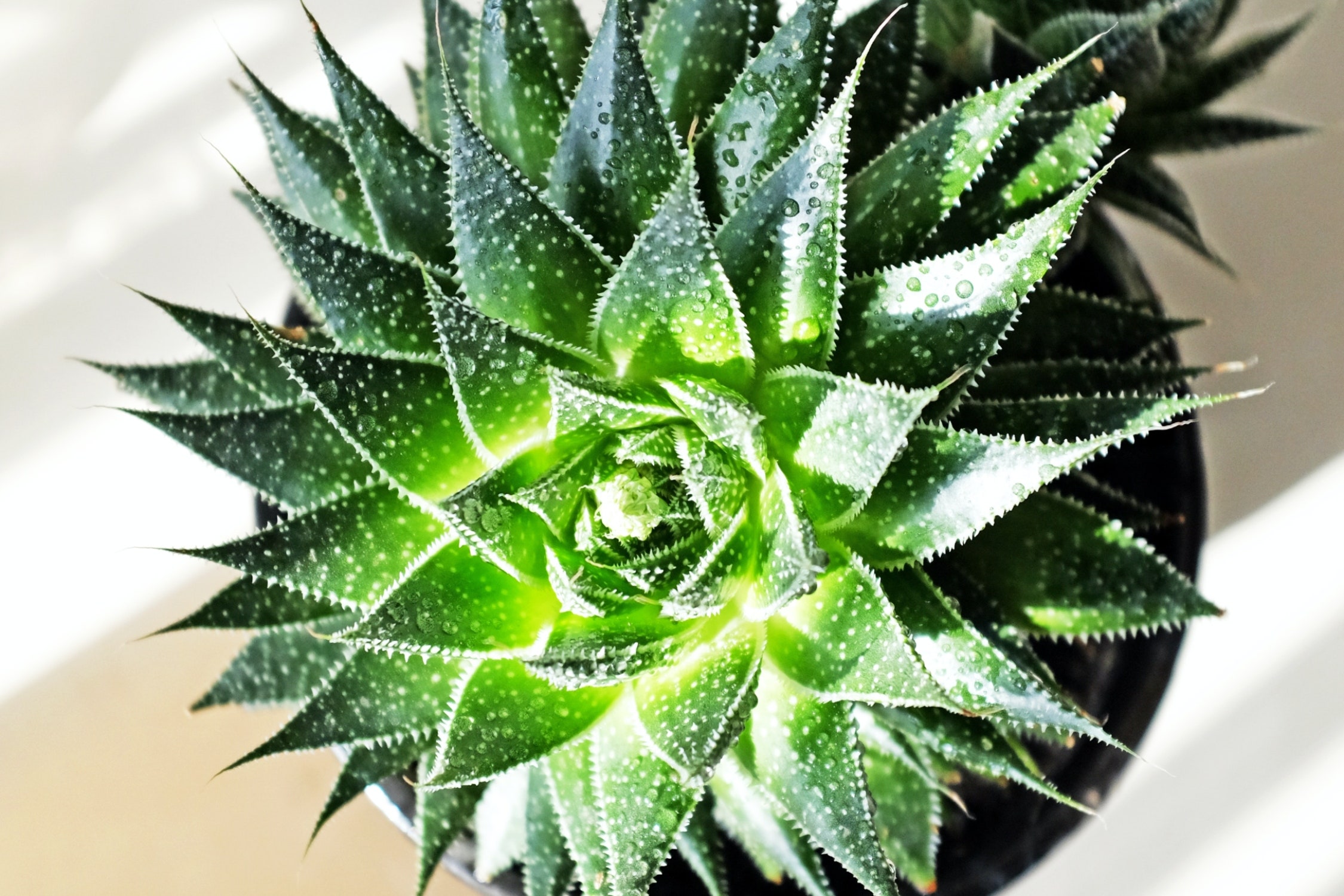 Tipos de aloe vera