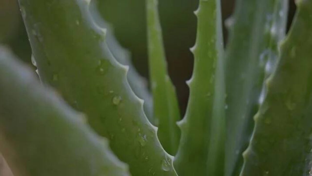 Tipos de aloe vera
