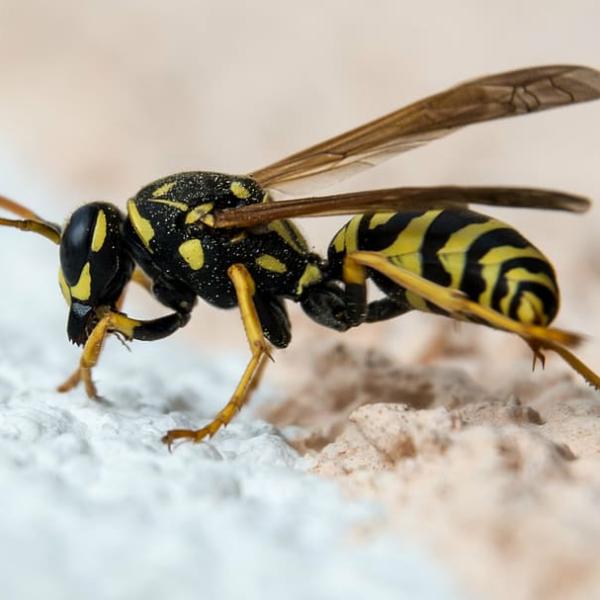 Tipos de avispas en España Tipos de avispas en España