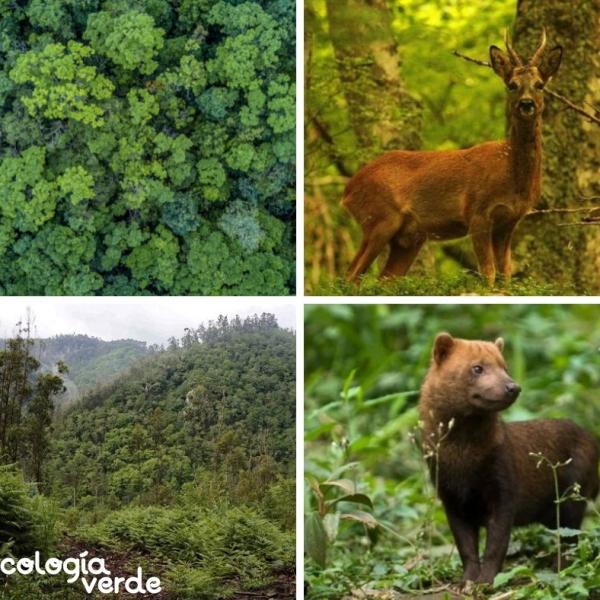 Bosque atlántico: características, flora y fauna en peligro Bosque atlántico: características, flora y fauna en peligro