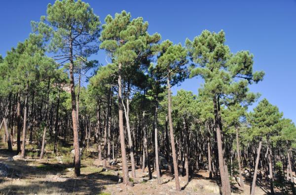 Bosque mediterráneo: características, flora y fauna Bosque mediterráneo: características, flora y fauna