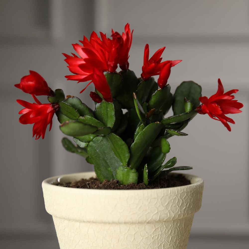 Problemas comunes en el cactus de Navidad y cómo resolverlos