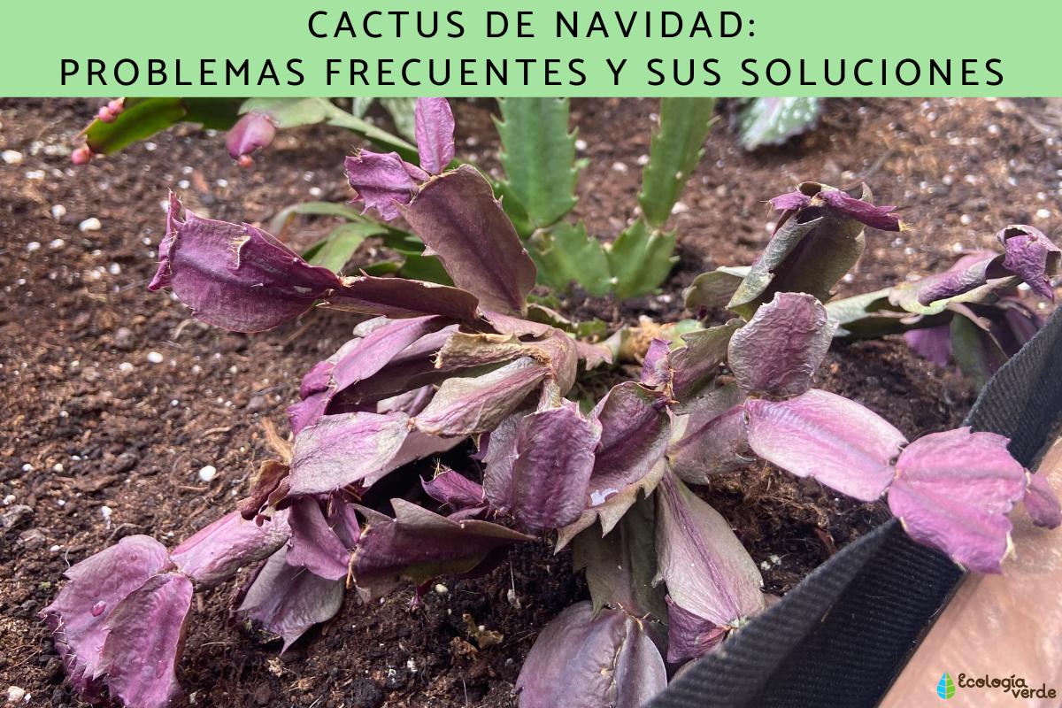 Problemas comunes en el cactus de Navidad y cómo resolverlos