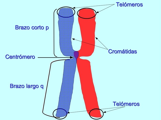 Cromosomas: qué son, tipos y partes Cromosomas: qué son, tipos y partes