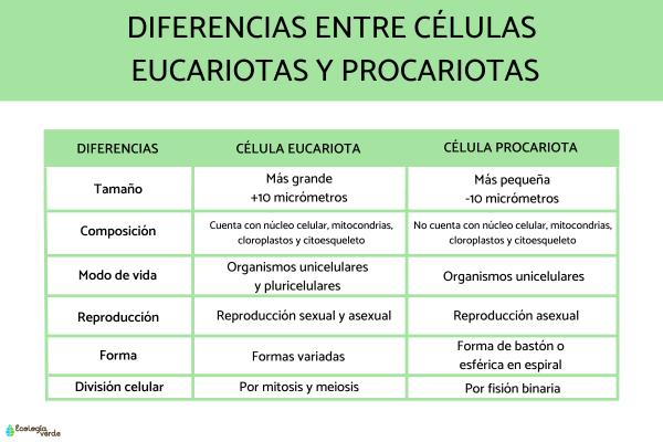 Diferencia entre célula eucariota y procariota