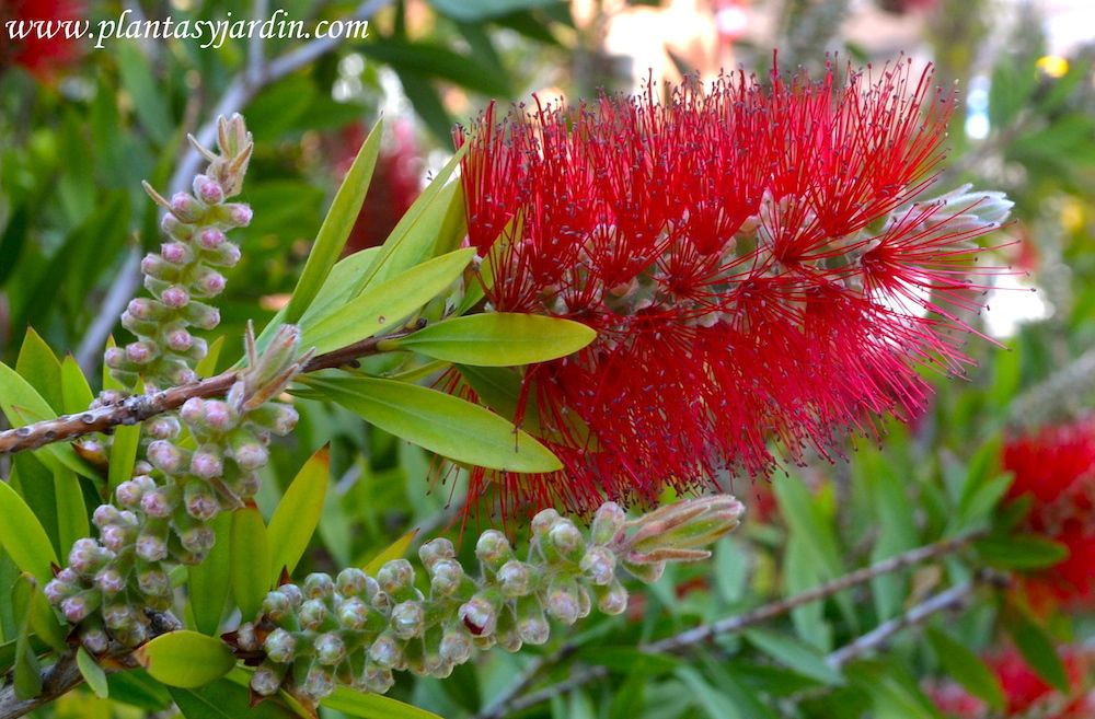 Plantas con flores rojas