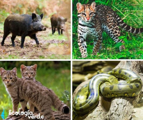 Bosque atlántico: características, flora y fauna en peligro Bosque atlántico: características, flora y fauna en peligro