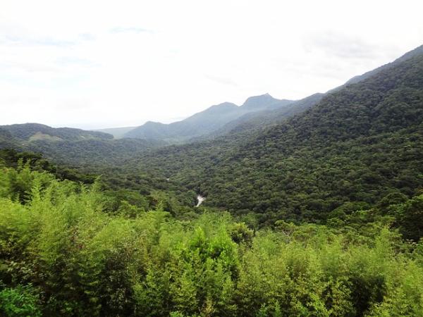 Bosque atlántico: características, flora y fauna en peligro Bosque atlántico: características, flora y fauna en peligro