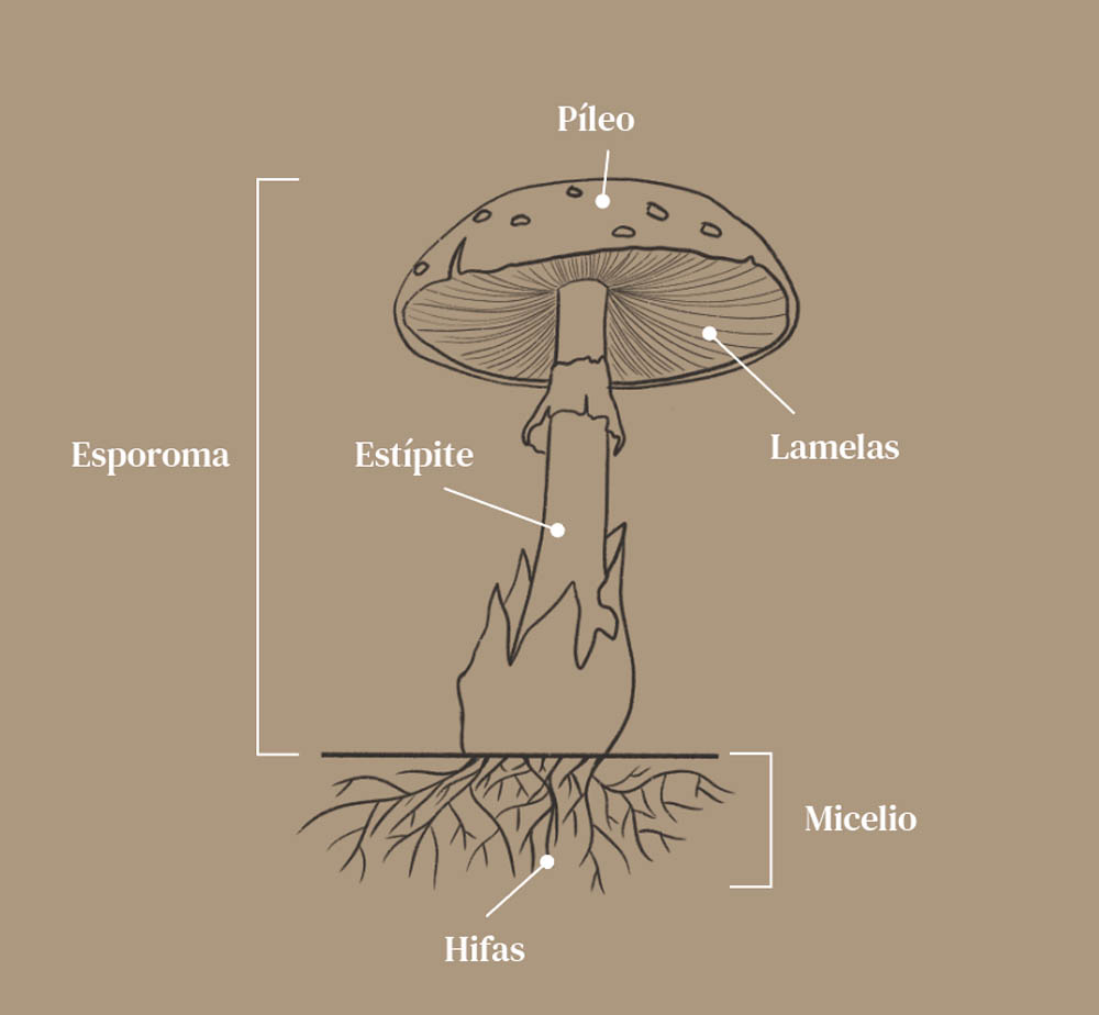Estructura de los hongos Estructura de los hongos