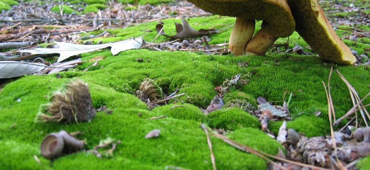 Tipos de musgos y sus usos en jardinería