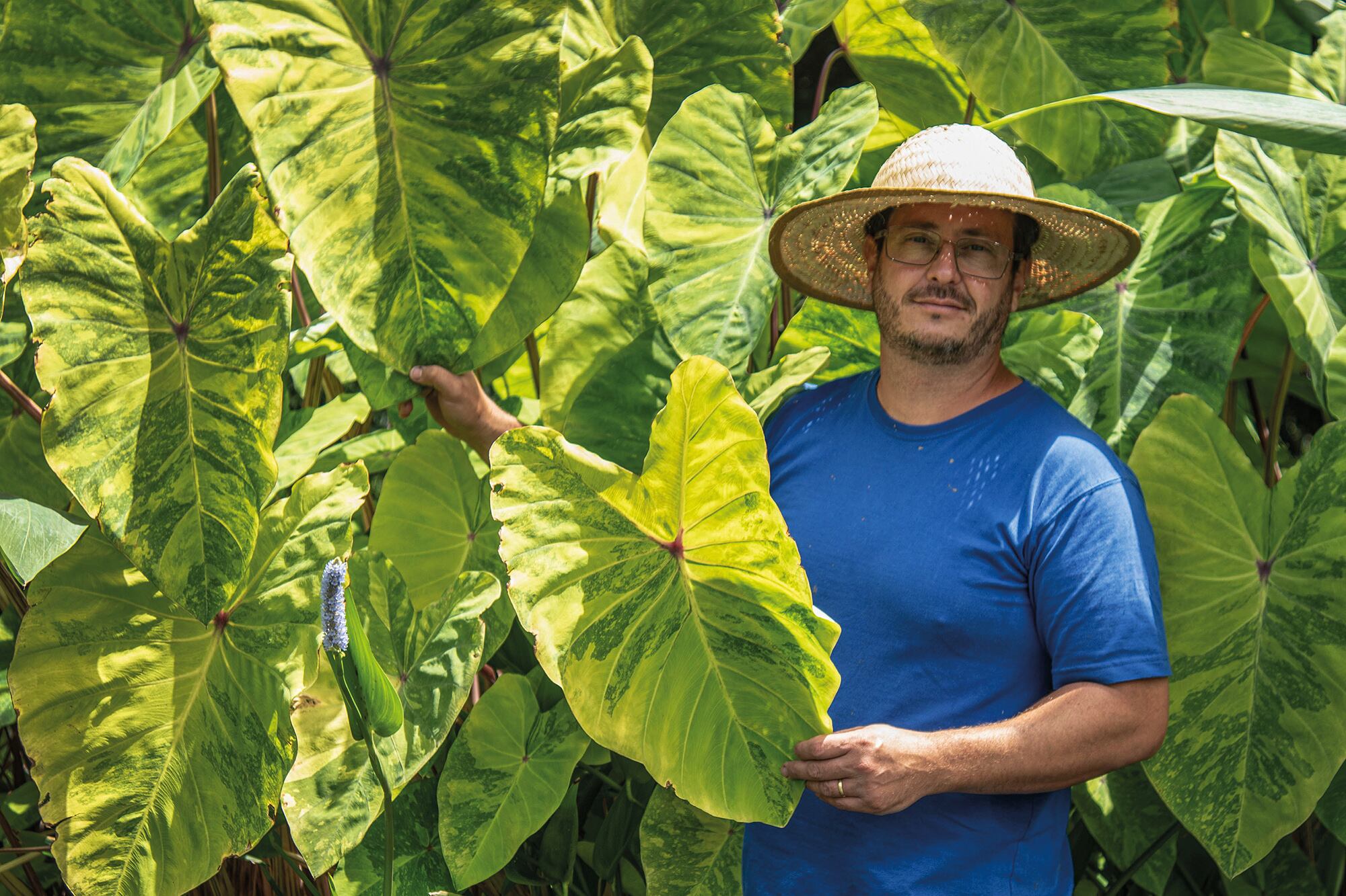Planta Marquesa: cuidados Planta Marquesa: cuidados
