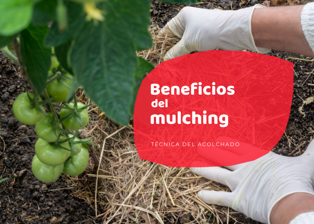 Mulching: Técnica de Permacultura para el Césped Mulching: Técnica de Permacultura para el Césped