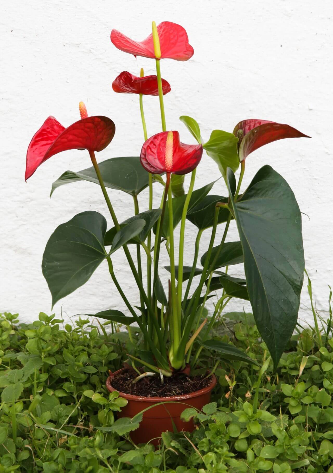Plantas con flores rojas