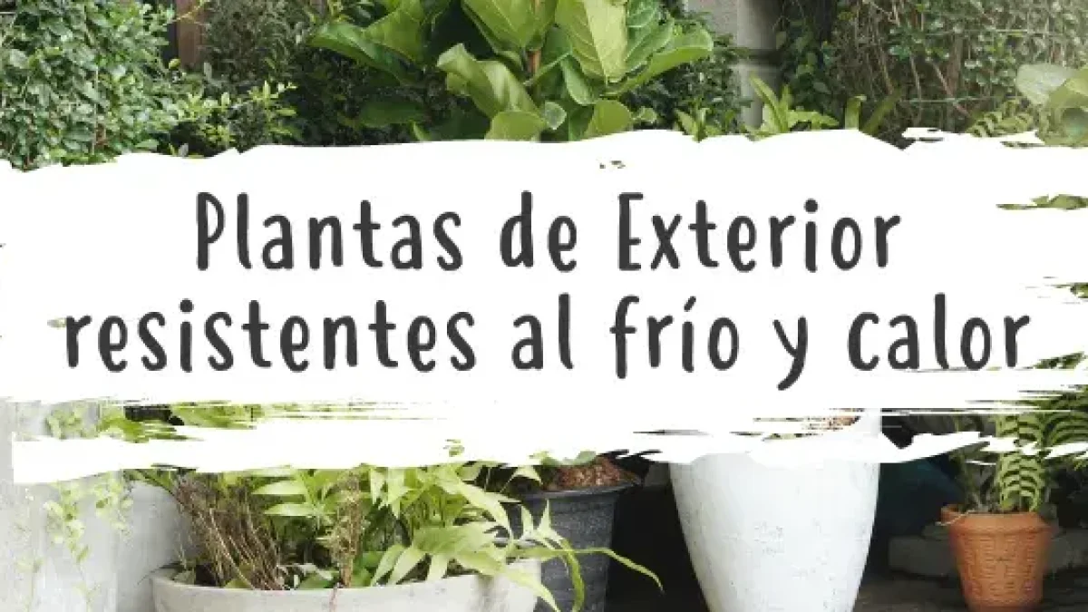 Plantas de exterior resistentes a temperaturas extremas