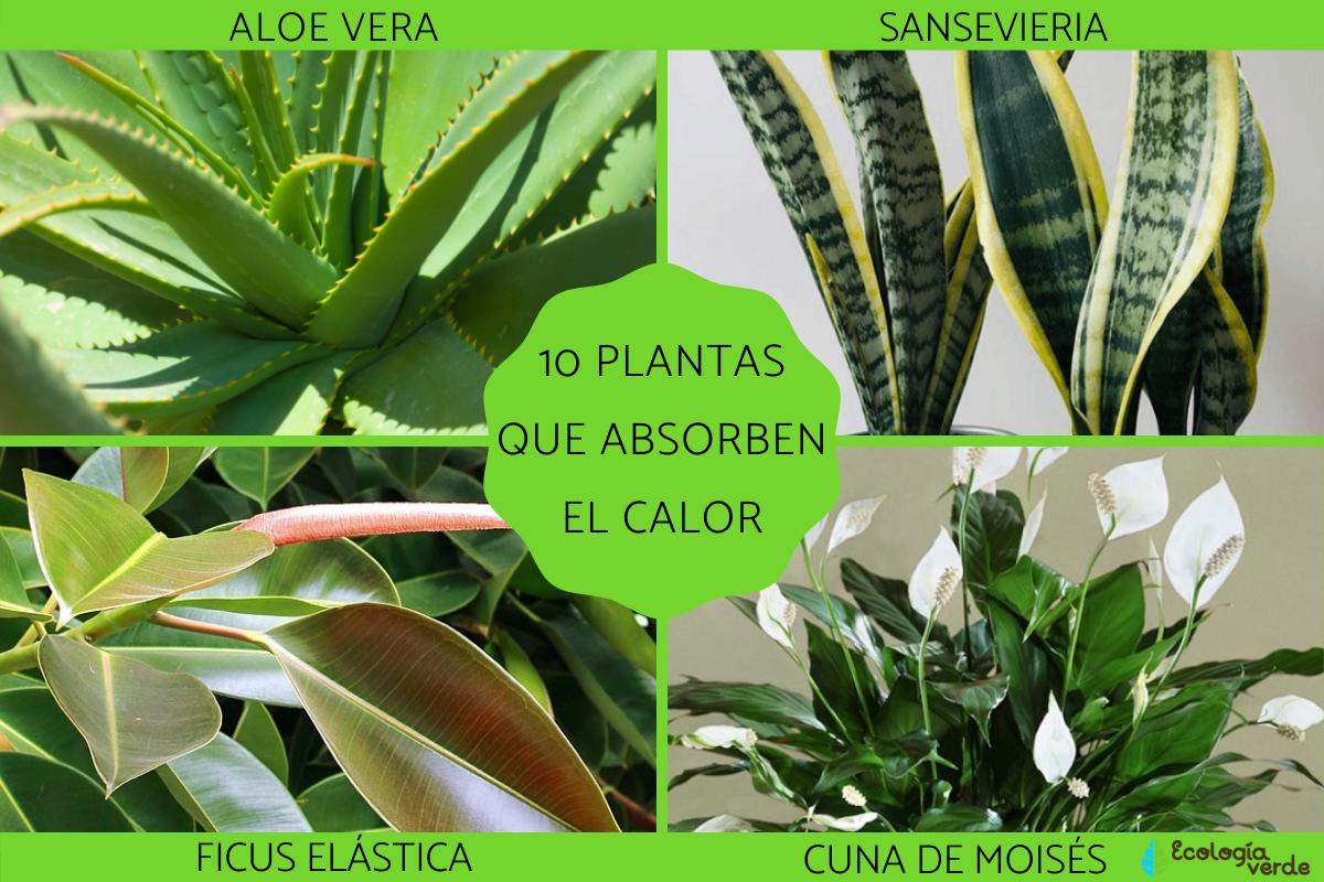 Plantas de exterior resistentes a temperaturas extremas