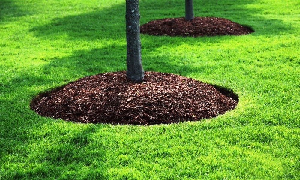 Mulching: Técnica de Permacultura para el Césped Mulching: Técnica de Permacultura para el Césped