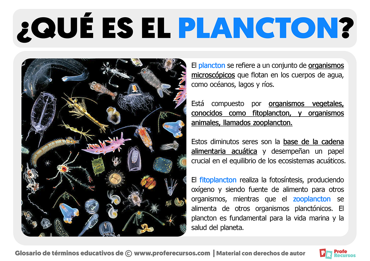El plancton: importancia y función en el ecosistema El plancton: importancia y función en el ecosistema
