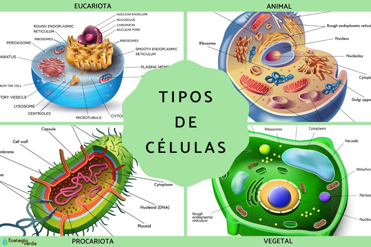 Tipos de células: qué son, partes y funciones
