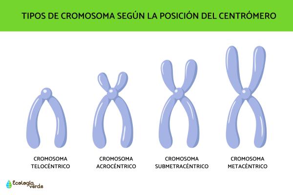 Cromosomas: qué son, tipos y partes Cromosomas: qué son, tipos y partes