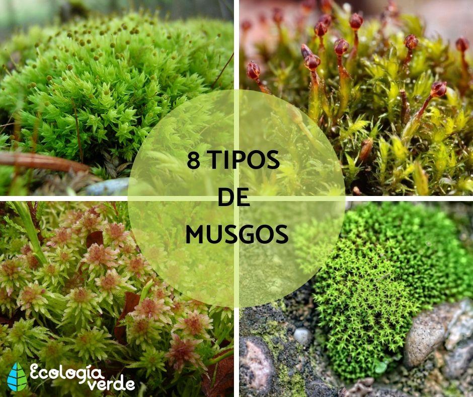Tipos de musgos y sus usos en jardinería