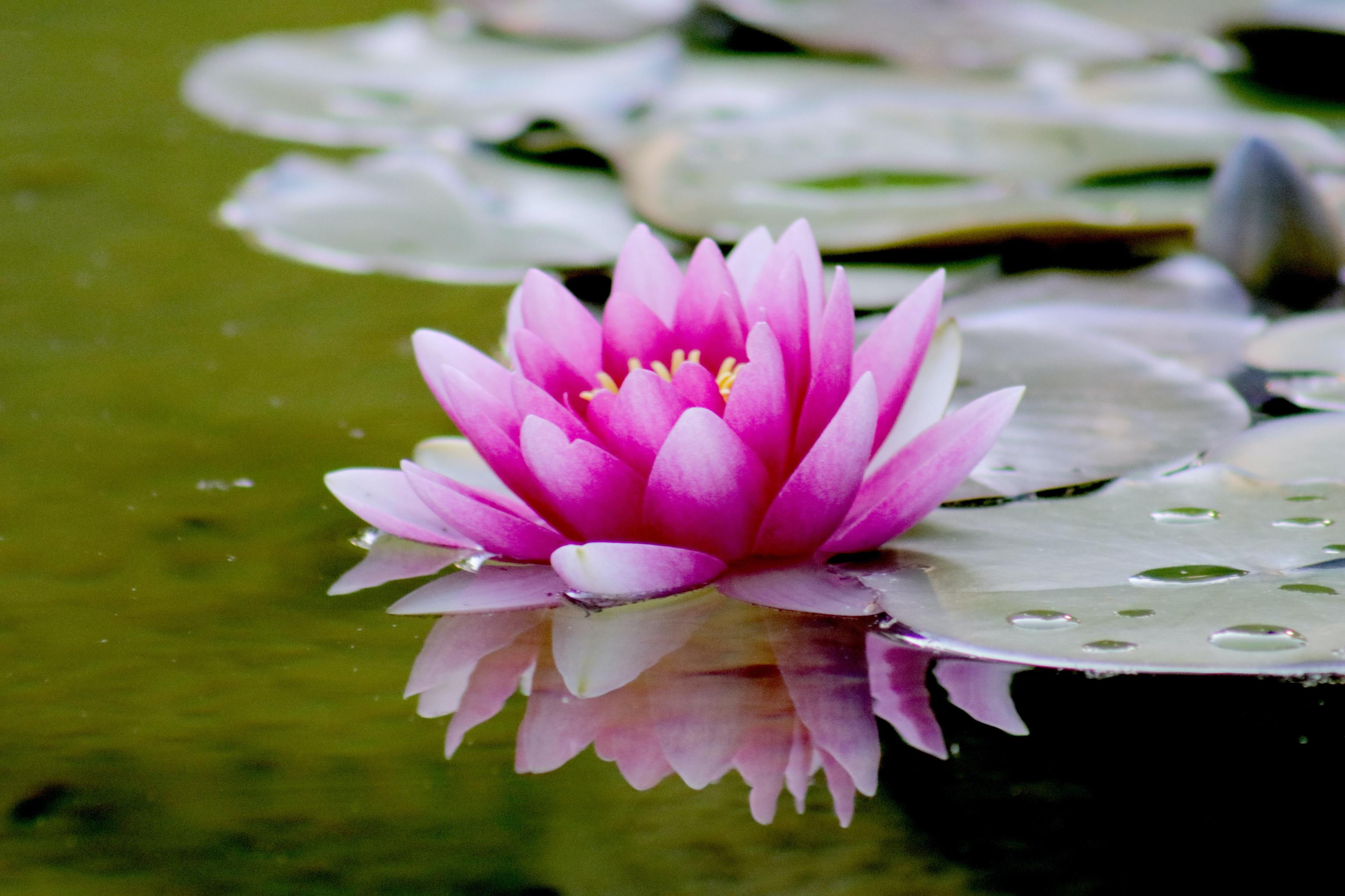 Flor de Loto: Significado, Cuidados y Curiosidades
