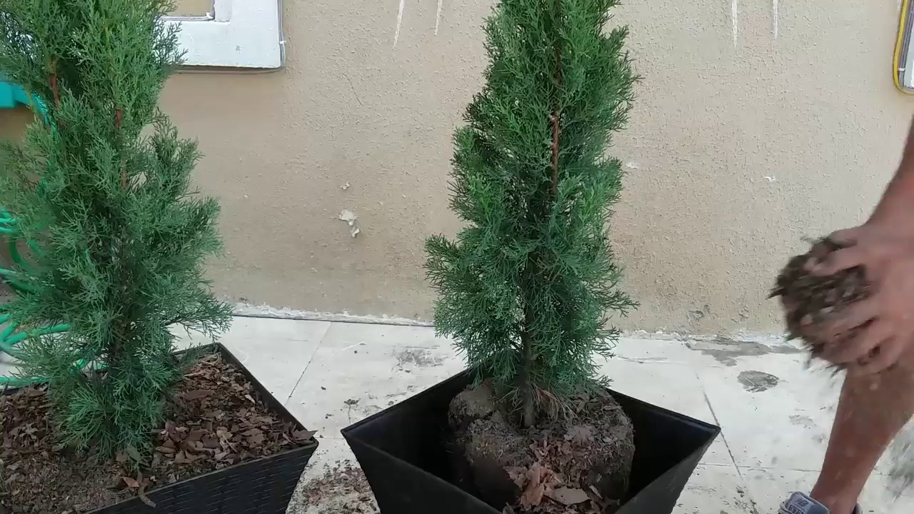 Ciprés: Características, Cuidados y Usos en Jardinería Ciprés: Características, Cuidados y Usos en Jardinería