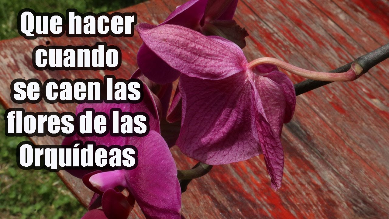 Orquídea Phalaenopsis: Cuidados y Consejos para su Cultivo Orquídea Phalaenopsis: Cuidados y Consejos para su Cultivo