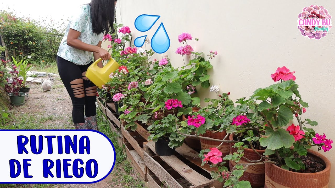 Cómo Aprovechar el Agua de Lluvia en el Jardín Cómo Aprovechar el Agua de Lluvia en el Jardín