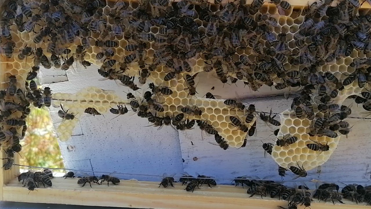 Panales de Abejas: Importancia y Cómo Crear uno en Casa Panales de Abejas: Importancia y Cómo Crear uno en Casa