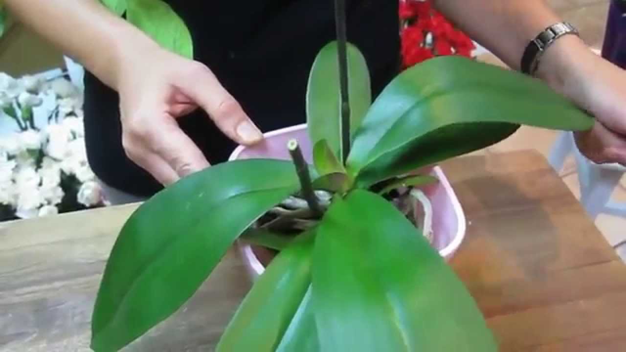Orquídea Phalaenopsis: Cuidados y Consejos para su Cultivo Orquídea Phalaenopsis: Cuidados y Consejos para su Cultivo