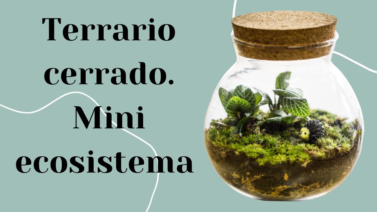 Terrarios: Cómo Crear Ecosistemas en Miniatura para tu Hogar