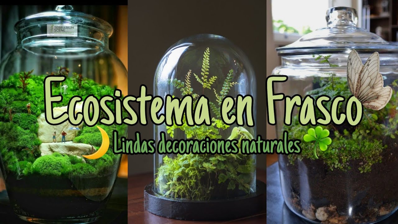 Terrarios: Cómo Crear Ecosistemas en Miniatura para tu Hogar